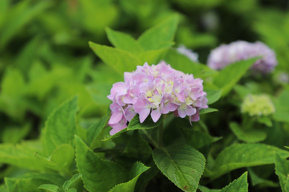 绣球花1.jpg