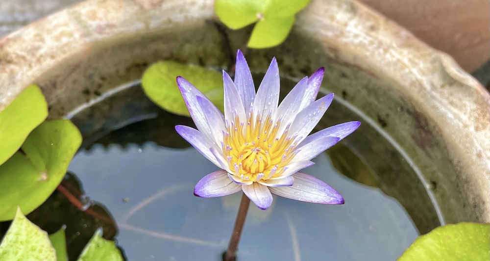一朵盛开的紫色延药睡莲1（李仙江水电公司，作者：曾智晶）.jpg